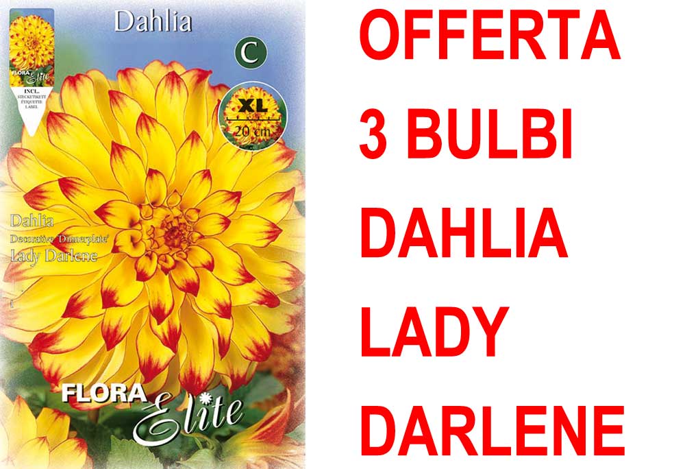 OFFERTA 3 BULBI DAHLIA DINNERPLATE LADY DARLENE XL