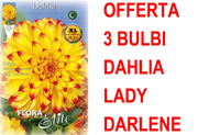 OFFERTA 3 BULBI DAHLIA DINNERPLATE LADY DARLENE XL