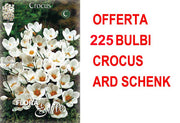 OFFERTA 225 BULBI CROCUS CHRYSANTHUS ARD SCHENK