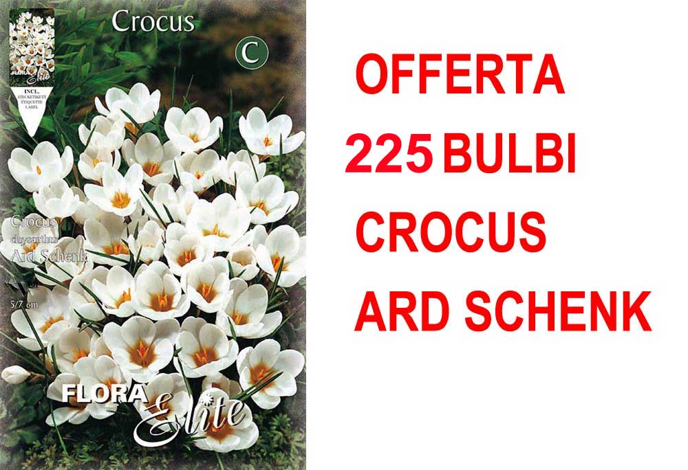 OFFERTA 225 BULBI CROCUS CHRYSANTHUS ARD SCHENK