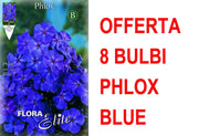 OFFERTA 8 BULBI PHLOX BLUE