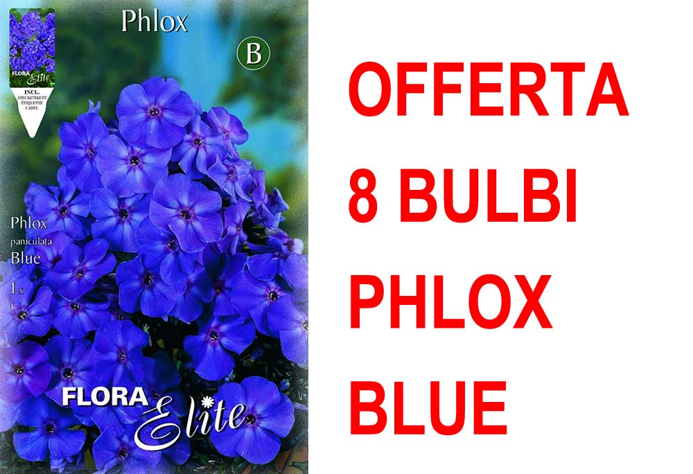 OFFERTA 8 BULBI PHLOX BLUE