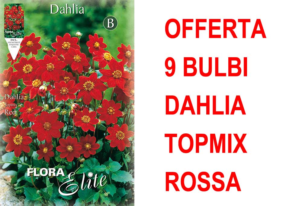 OFFERTA 9 BULBI DAHLIA TOPMIX ROSSA