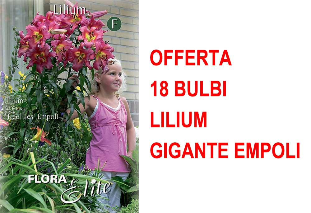 OFFERTA 18 BULBI LILIUM GIGANTE EMPOLI