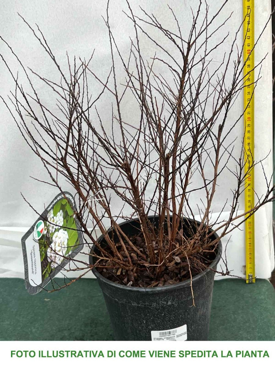 SPIRAEA NIPPONICA SNOWMOUND IN VASO 18CM
