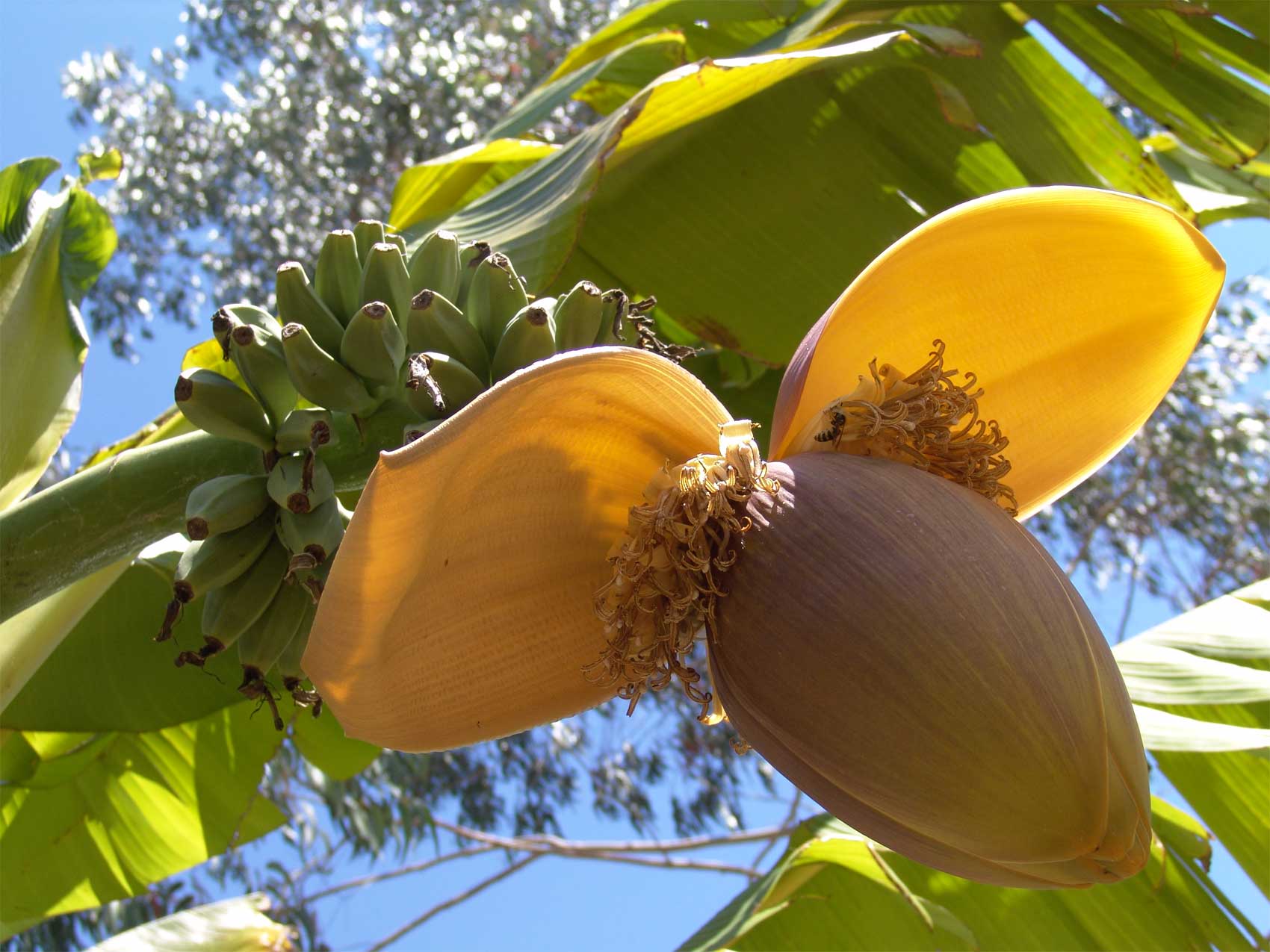 MUSA BASJOO BANANO GIAPPONESE (1 PIANTA)