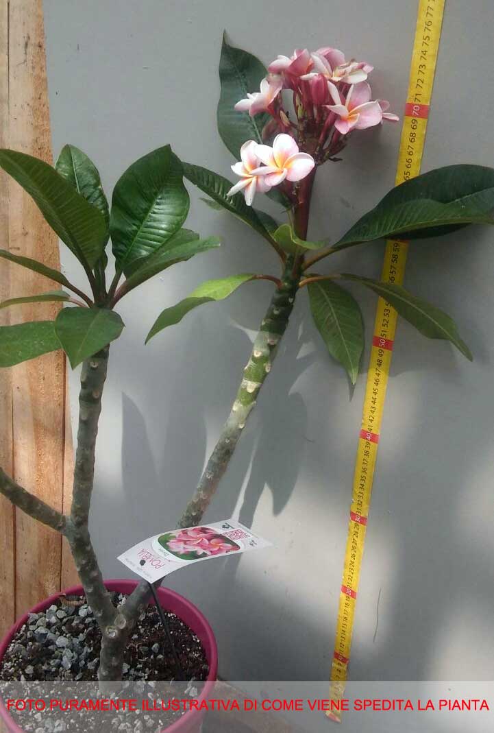 PLUMERIA POMELIA IN VASO 20CM