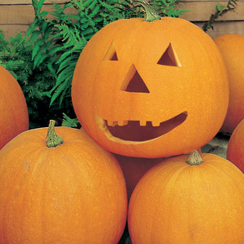 3 PIANTE IN VASO Ø10CM DI ZUCCA DI HALLOWEEN JACK O'LANTERN