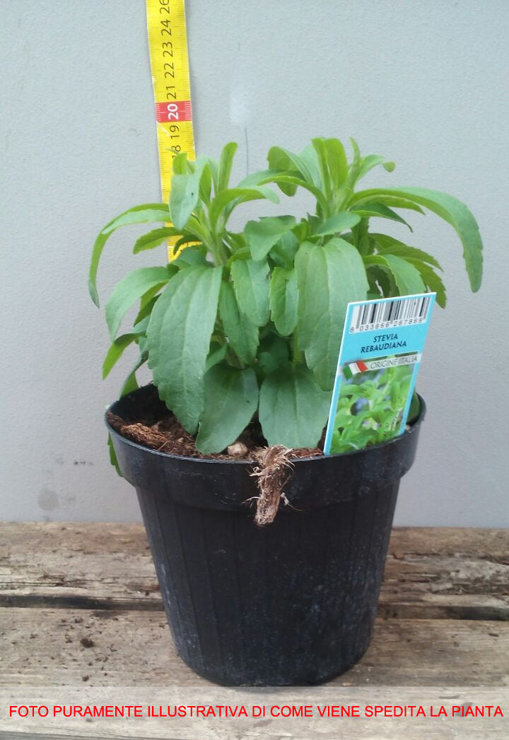 STEVIA REBAUDIANA IN VASO 14CM
