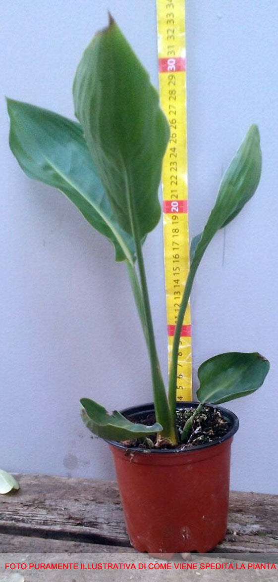 STRELITZIA REGINAE O UCCELLO DEL PARADISO IN VASO 10CM