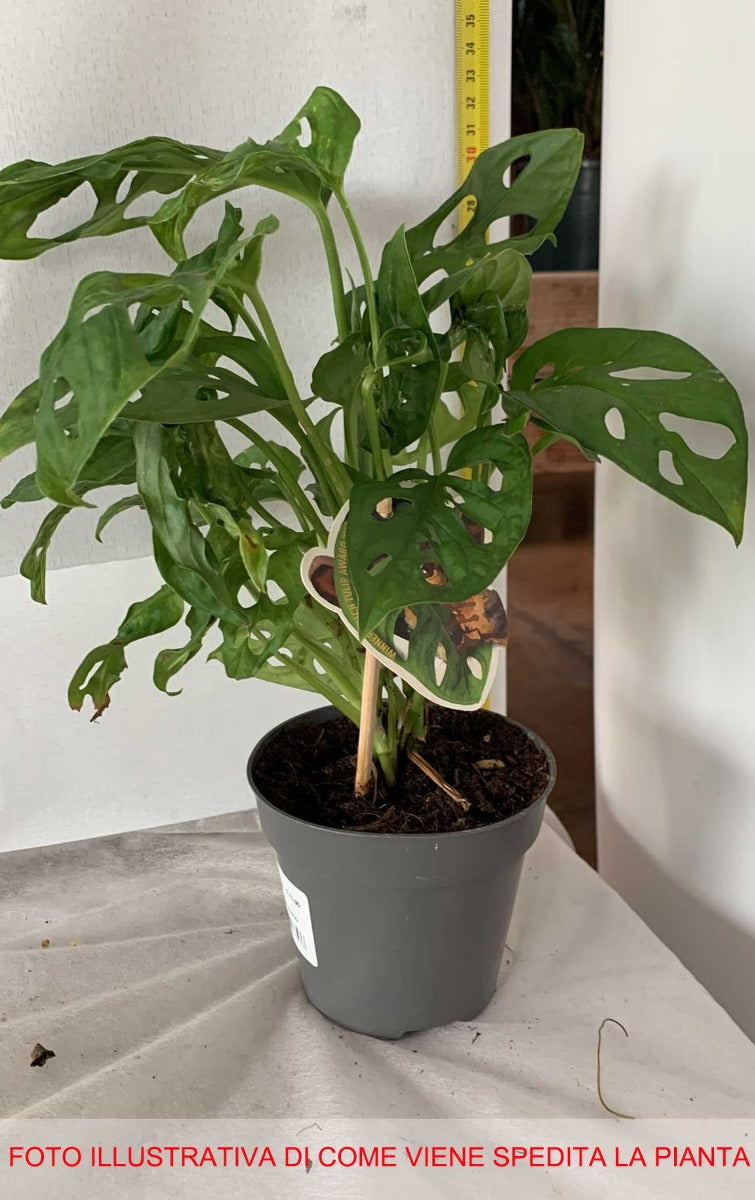 MONSTERA MONKEY MASK VASO 12CM