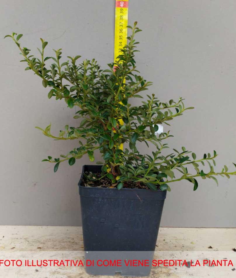 COTONEASTER CORAL BEAUTY VASO 12CM