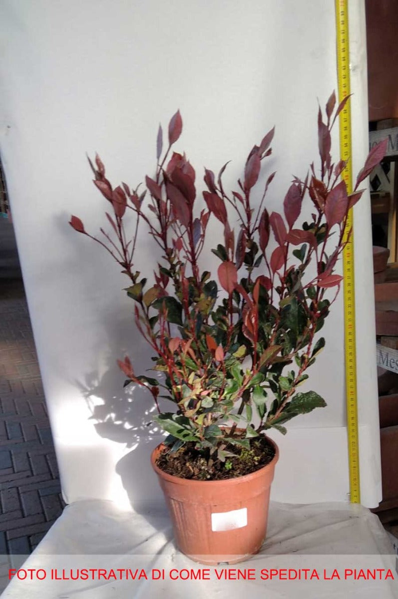 PHOTINIA NANA IN VASO 17CM
