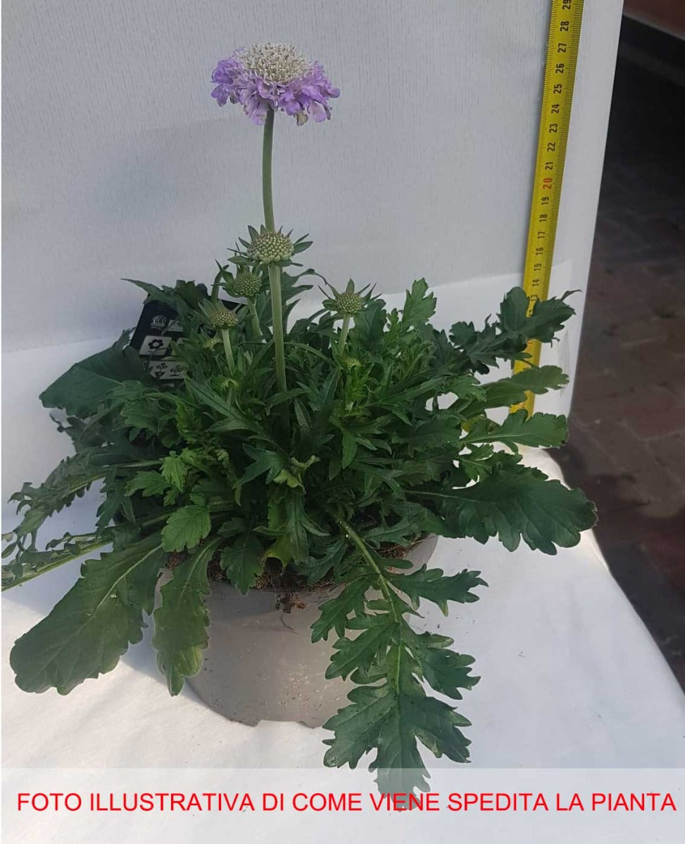 SCABIOSA COLUMBARIA BUTTERFLY BLUE VASO DA 17CM