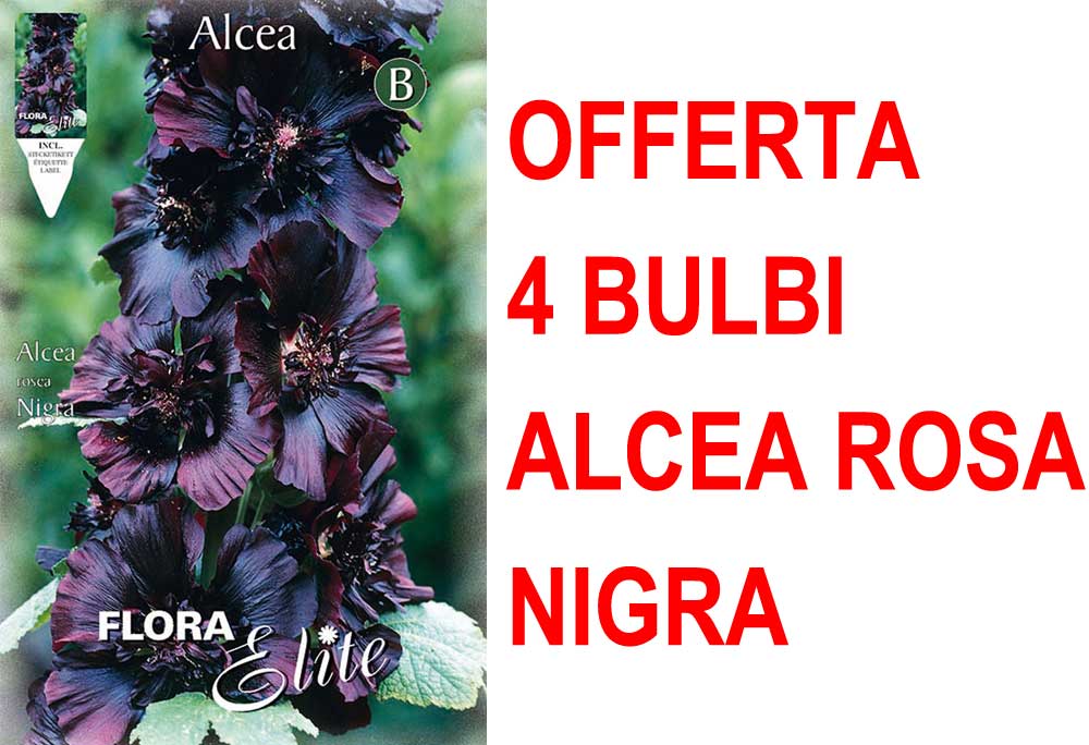 OFFERTA 4 BULBI ALCEA ROSEA NIGRA