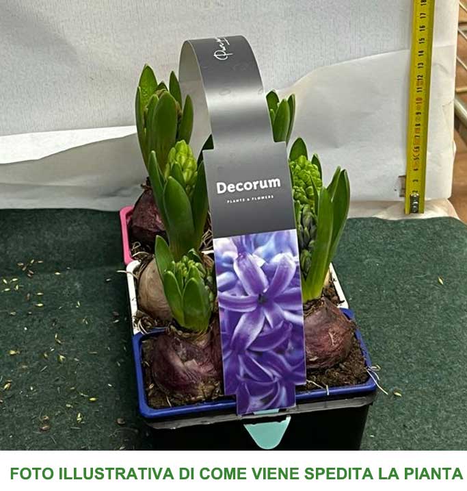 BOX CESTINO CON 9 BULBI DI GIACINTO COLORI ASSORTITI
