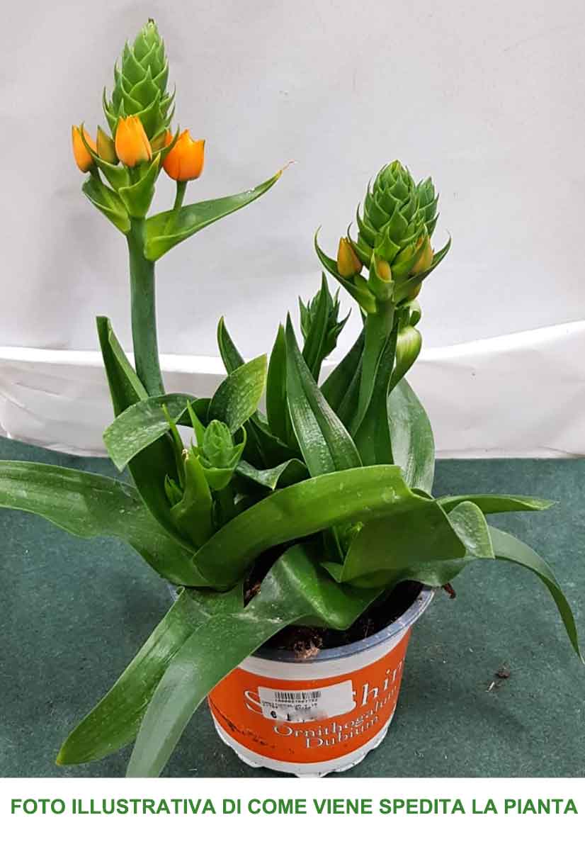 ORNITHOGALUM ARANCIONE VASO 15CM