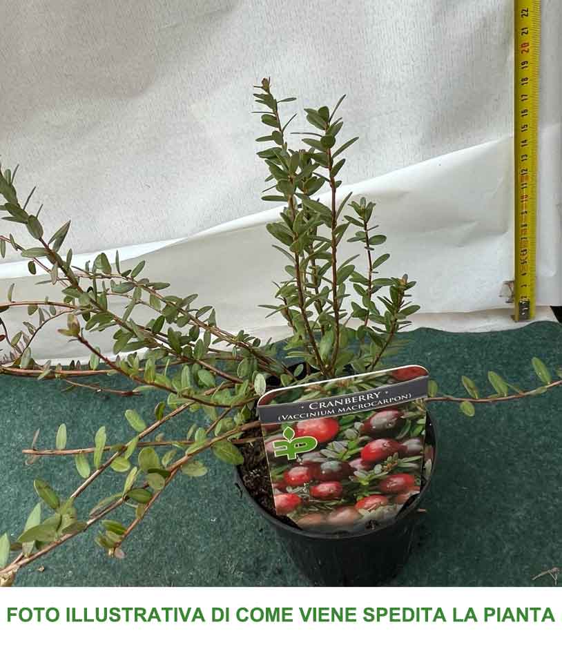 MIRTILLO AMERICANO CRANBERRY VASO 10CM