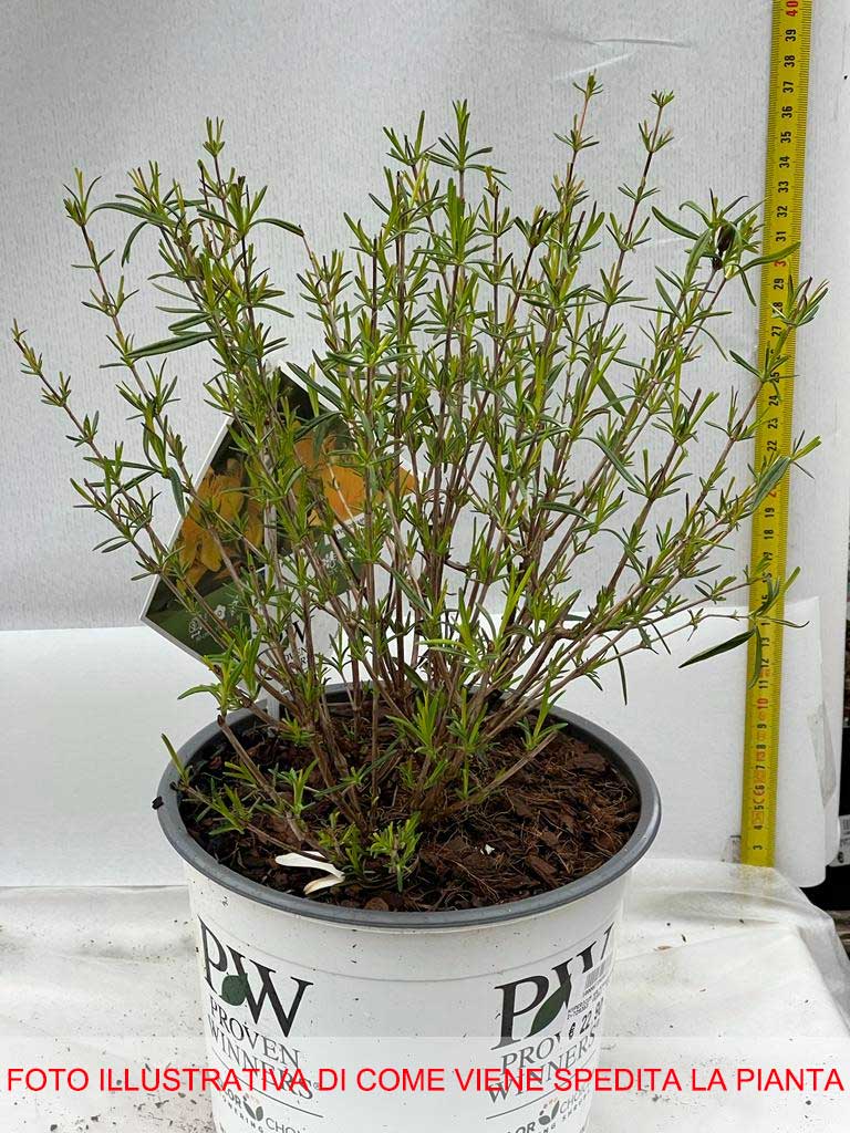 HYPERICUM IPERICO  KALMIANUM SUNNY BOULEVARD IN VASO 19CM