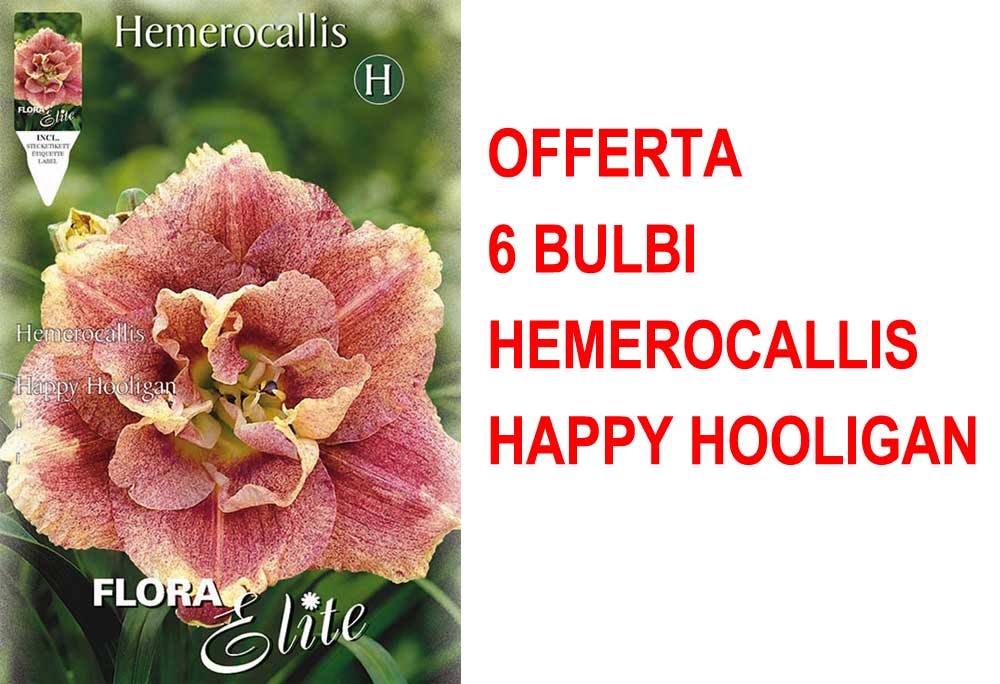 OFFERTA 6 BULBI HEMEROCALLIS HAPPY HOOLIGAN