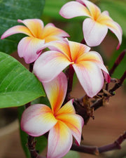 PLUMERIA POMELIA TEMPTATION IN VASO 18CM