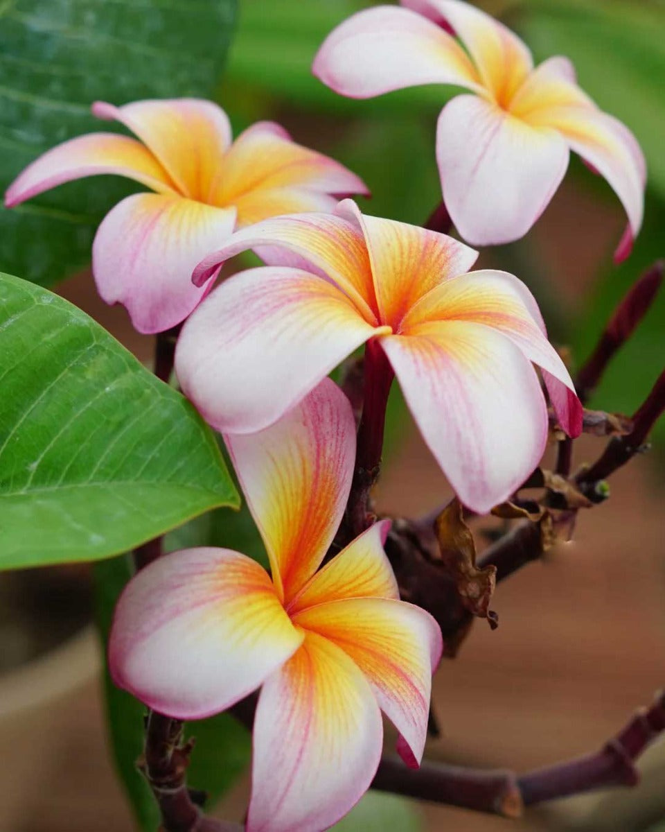 PLUMERIA POMELIA TEMPTATION IN VASO 18CM