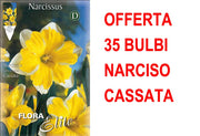 OFFERTA 35 BULBI NARCISO SPLIT CORONA CASSATA