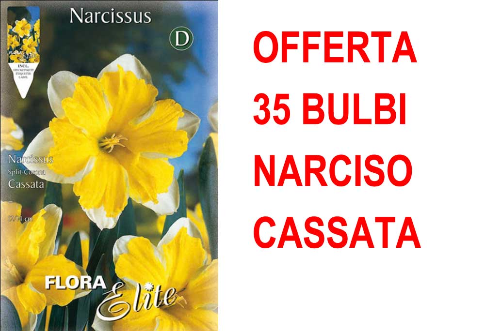 OFFERTA 35 BULBI NARCISO SPLIT CORONA CASSATA