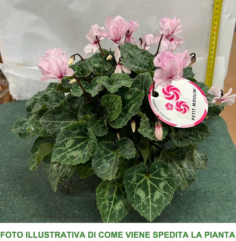 CICLAMINO PETIT MOULIN IN VASO 12CM