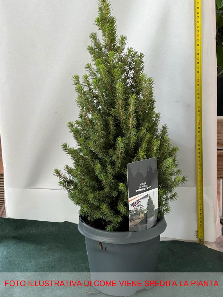 PICEA GLAUCA PERFECTA VASO 19CM