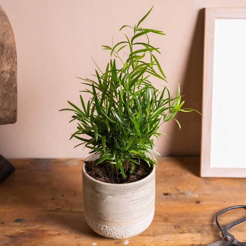 ASPARAGUS FALCATUS VASO 12CM