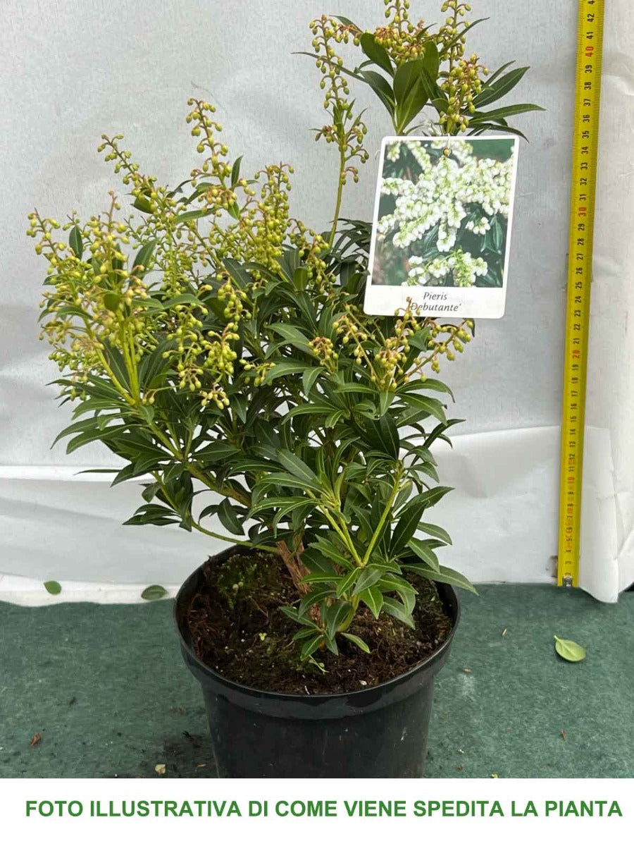 PIERIS JAPONICA DEBUTANTE VASO 17CM