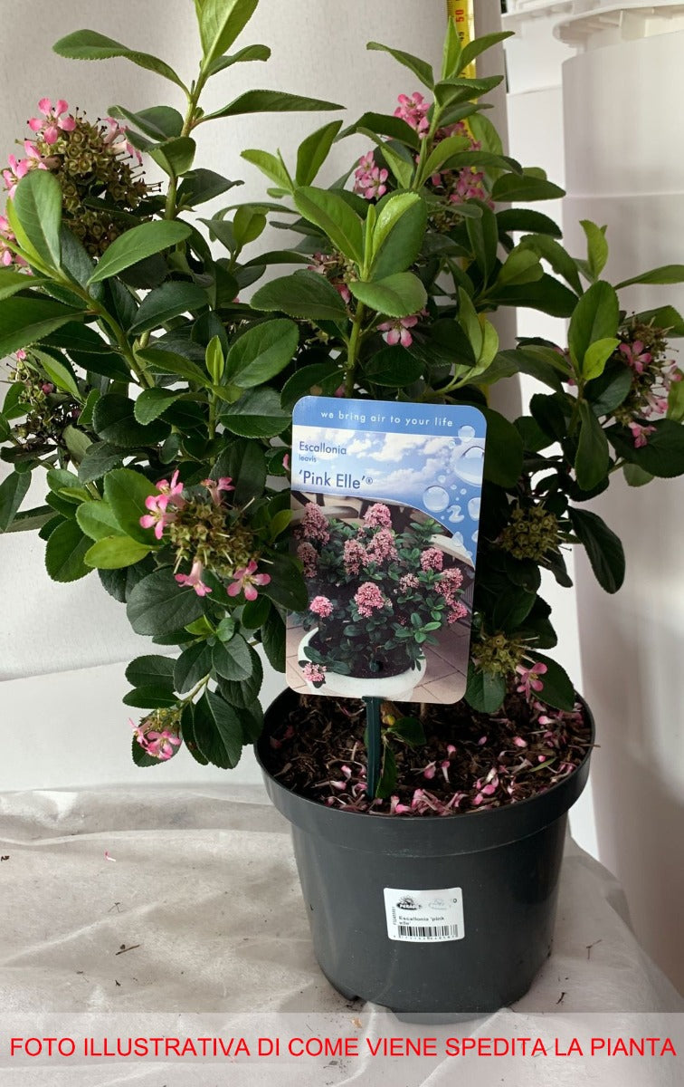 ESCALLONIA PINK ELLE VASO 19CM