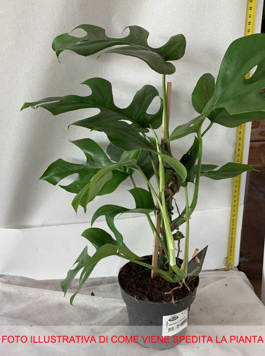 MONSTERA MINIMA VASO 14CM