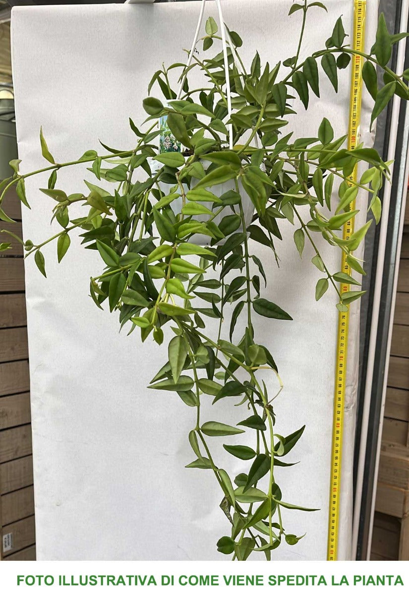 HOYA BELLA FIORE DI CERA IN BASKET 12CM