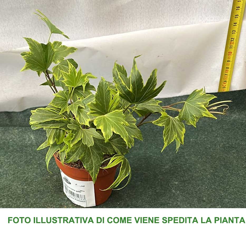 EDERA HELIX VARIEGATA VASO 9CM