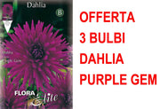 OFFERTA 3 BULBI DAHLIA CACTUS PURPLE GEM