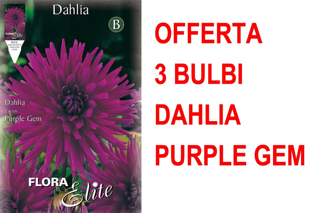 OFFERTA 3 BULBI DAHLIA CACTUS PURPLE GEM