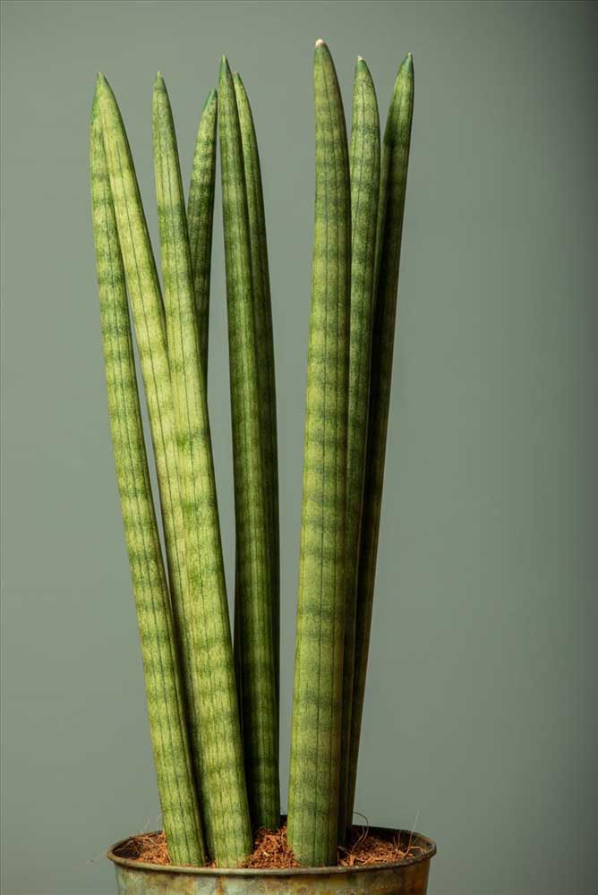 SANSEVIERIA CYLINDRICA SPAGHETTI IN VASO 12CM