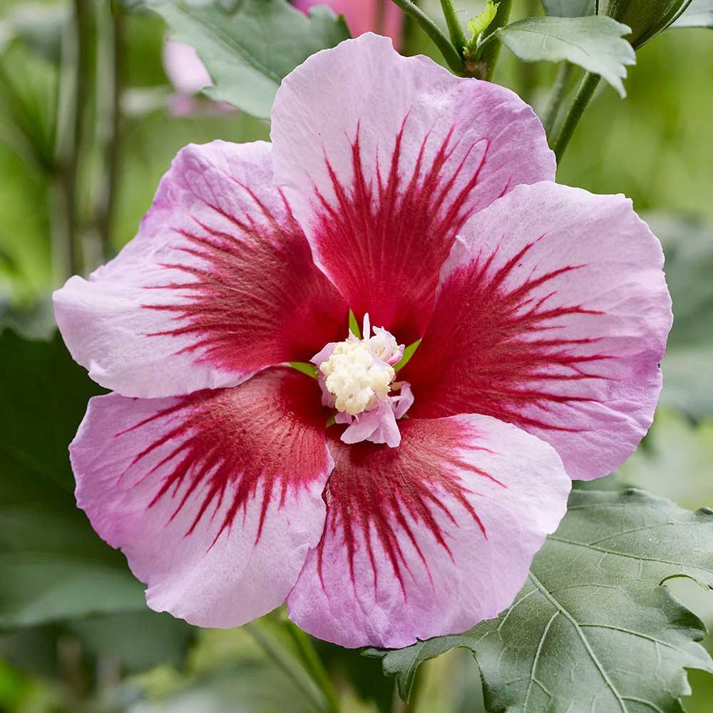HIBISCUS IBISCO SYRIACUS VIOLA GANDINI SANTIAGO IN VASO 21CM