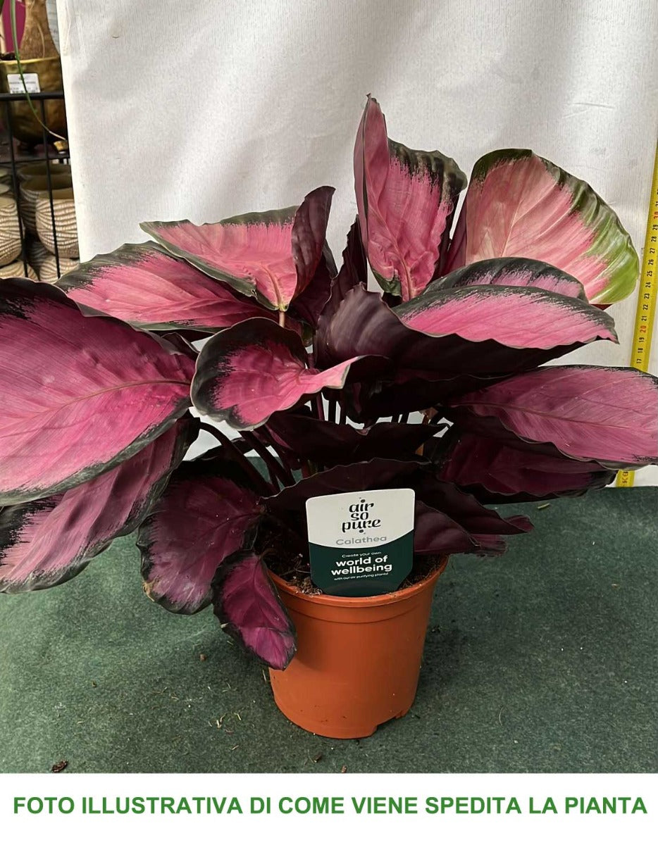 CALATHEA CRIMSON IN VASO 14CM