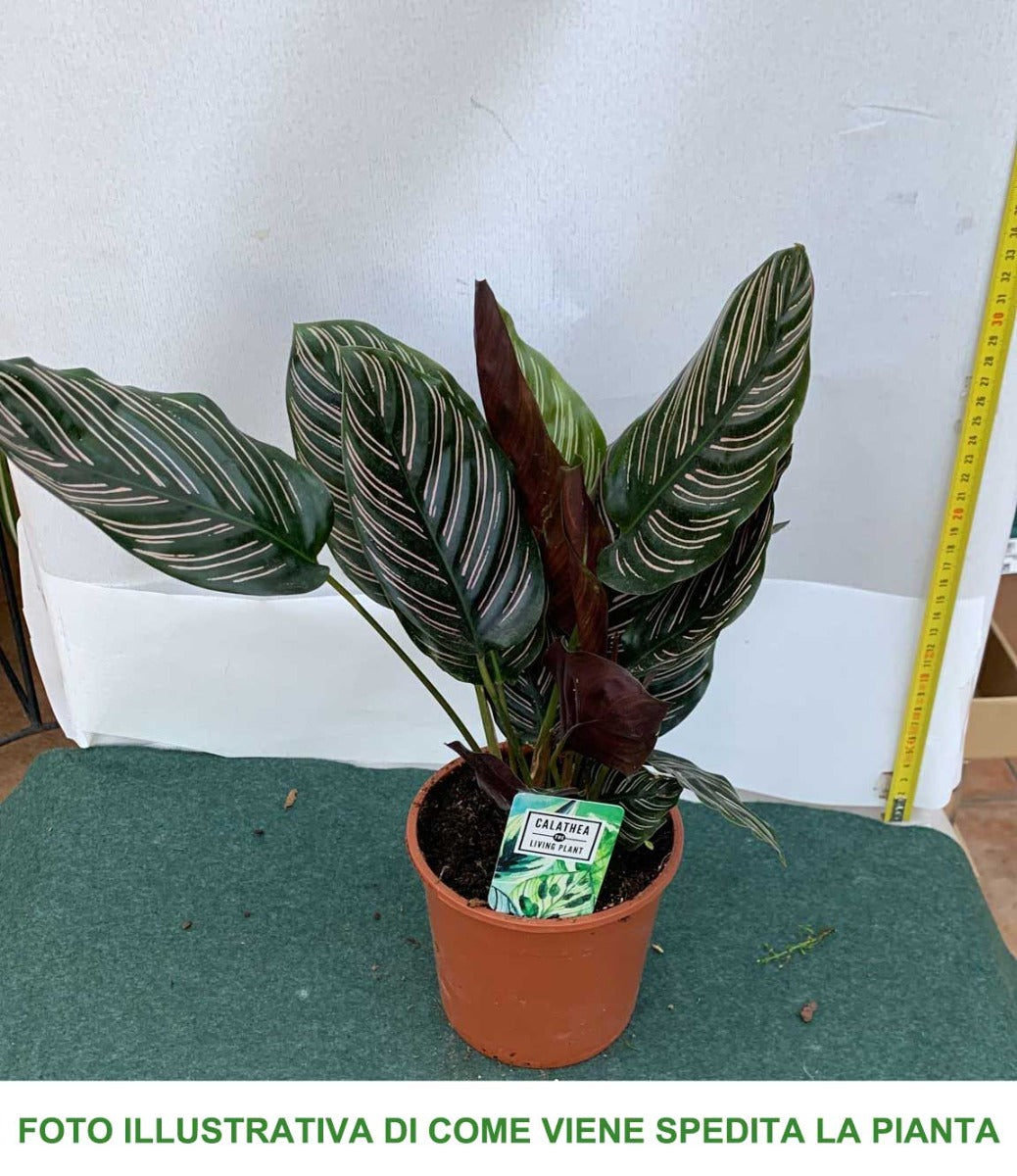 CALATHEA SANDERIANA IN VASO 14CM
