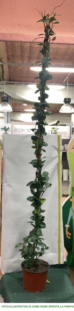 RHYNCOSPERMUM JASMINOIDES O FALSO GELSOMINO VASO 18CM