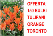 OFFERTA 150 BULBI DI TULIPANO MULTI-FLOWERED ORANGE TORONTO