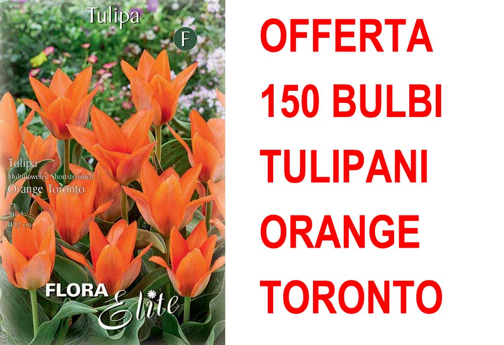 OFFERTA 150 BULBI DI TULIPANO MULTI-FLOWERED ORANGE TORONTO