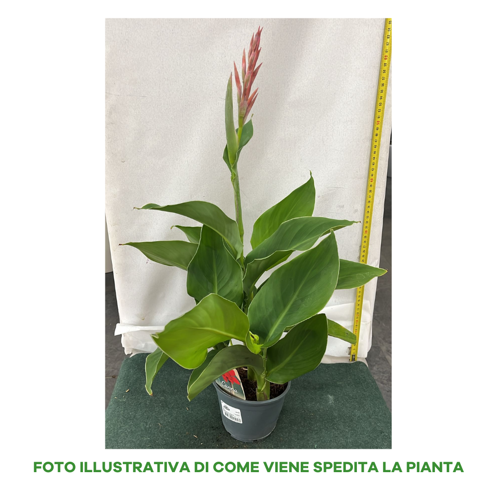 CANNA ISLAND KRETA ROSSA VASO 14CM