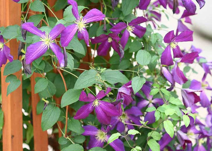 CLEMATIDE CLEMATIS JACKMANII PURPUREA VASO 17CM