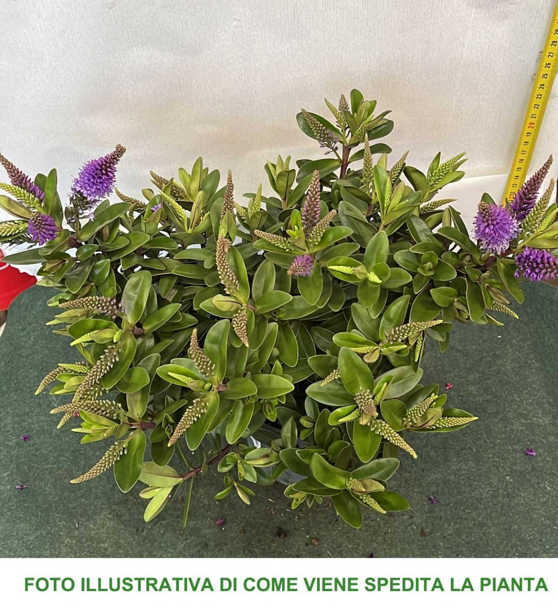 HEBE ADDENDA DONNA ANNA VASO 15CM