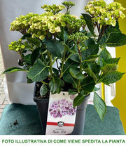 ORTENSIA HYDRANGEA MACROPHYLLA NEW RA VASO 21CM