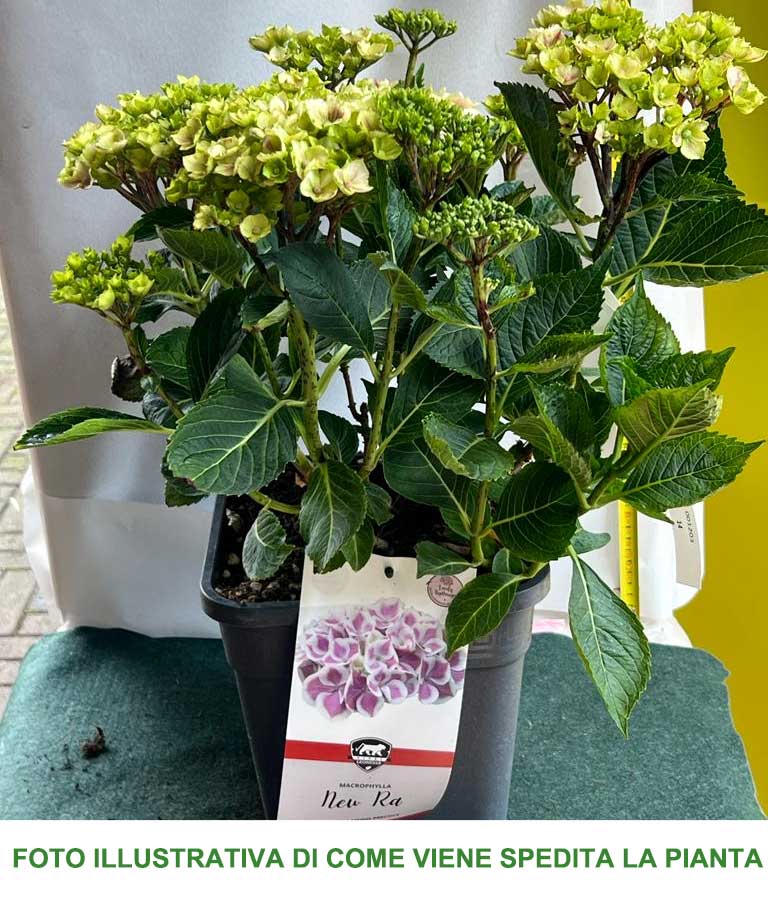 ORTENSIA HYDRANGEA MACROPHYLLA NEW RA VASO 21CM